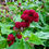 Thumbnail: Strawberry Spinach Seeds - Chenopodium Capitatum - Delicious & Versatile