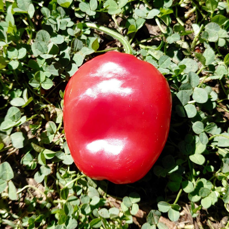 Thumbnail: Ecuador Red Rocoto Pepper Seeds - Capsicum Pubescens - Abundant & Hot