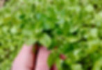 Thumbnail: Chickweed Seeds - Stellar Media - Delicious, Nutritious, and Medicinal