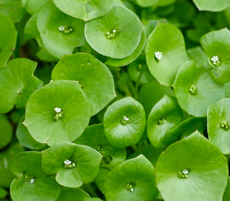 Thumbnail: Miners Lettuce Seeds - Claytonia Perfoliata - Delicious & High Yielding Leaf