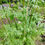Thumbnail: Valerian Seeds - Valeriana Officinalis - Perennial and Attracts Pollinators