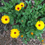 Thumbnail: Calendula Seeds - Calendula Officinalis var. Resina - Edible & Medicinal Flower