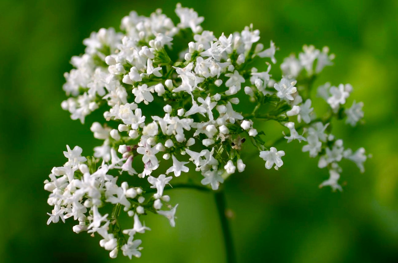 Valerian Seeds - Valeriana Officinalis - Perennial and Attracts Pollinators