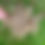 Thumbnail: Skirret Seeds - Sium Sisarum - Rare, Delicious, and Perennial Vegetable
