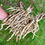Thumbnail: Skirret Seeds - Sium Sisarum - Rare, Delicious, and Perennial Vegetable