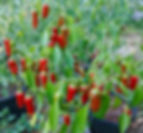 Thumbnail: The Ghost of Cayenne Pepper Seeds - Capsicum Chinense/Annuum - Sweet & Hot