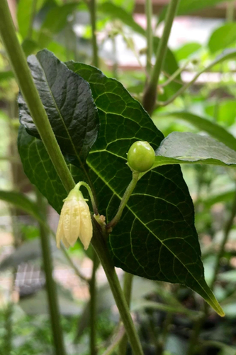 Capsicum At Rs 100/gram | Capsicum In Sagar | ID: 2733702333