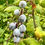 Thumbnail: Red Flowering Currant Seeds - Ribes Sanguineum - Versatile and Perennial