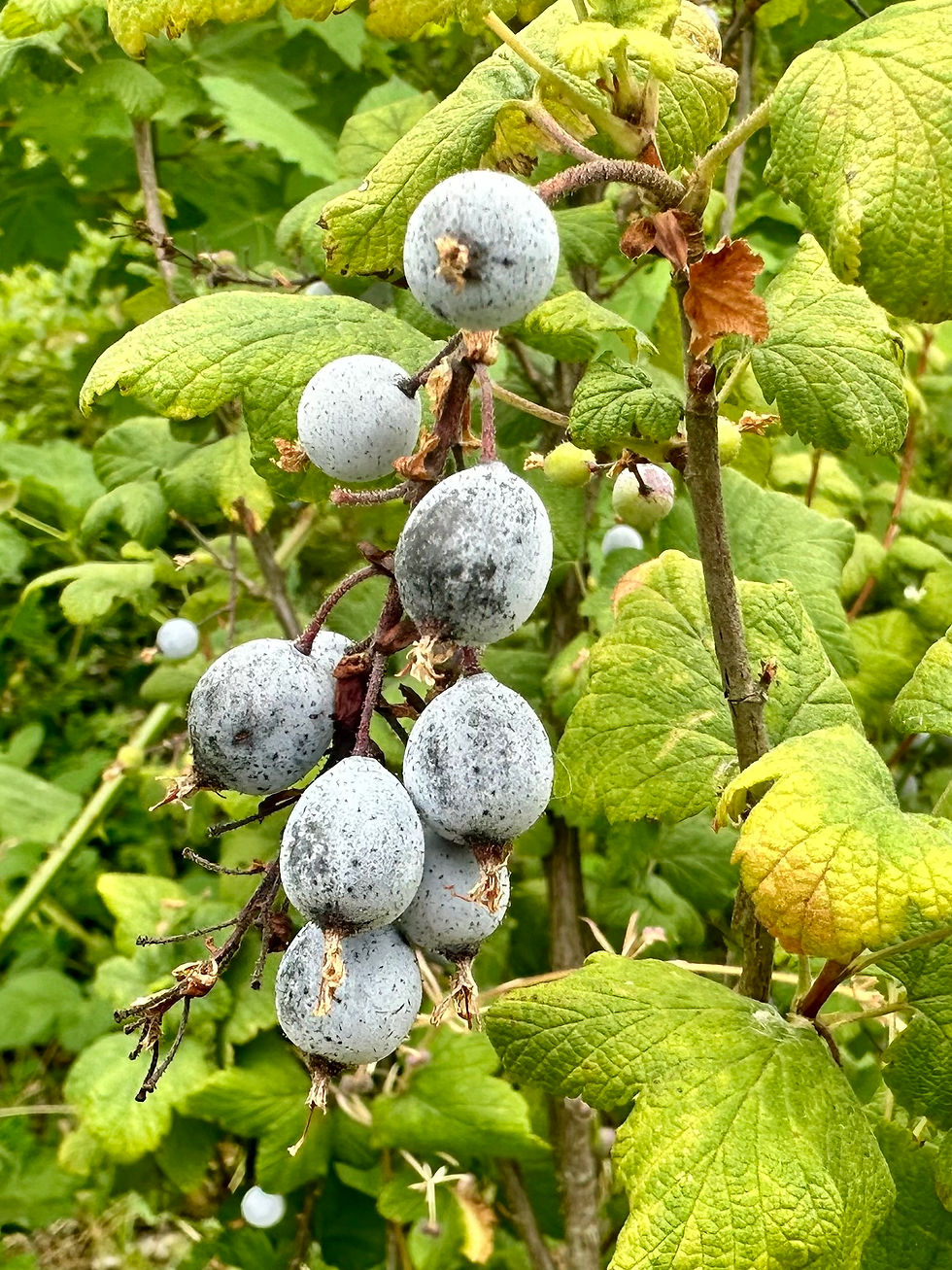 Thumbnail: Red Flowering Currant Seeds - Ribes Sanguineum - Versatile and Perennial