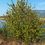 Thumbnail: Black Hawthorn Seeds - Crataegus Douglasii - Sweet, Fruity, and Perennial