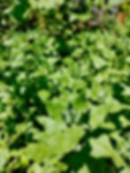 Thumbnail: New Zealand Spinach Seeds - Tetragonia Tetragonioides - Delicious and Perennial