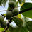 Thumbnail: Ananasnaya Hardy Kiwi Berry Seeds - Actinidia Arguta - Tasty & Abundant