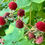 Thumbnail: Thimbleberry Seeds - Rubus Parviflorus - Perennial, Delicious, and Nutritious