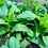 Thumbnail: Strawberry Spinach Seeds - Chenopodium Capitatum - Delicious & Versatile