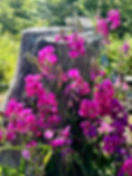 Thumbnail: Perennial Sweet Pea Seeds - Lathyrus Latifolius - Pretty & Pollinator Friendly
