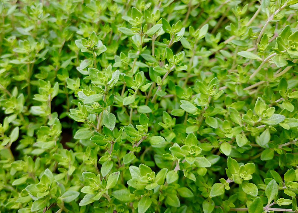 Thumbnail: English Thyme Seeds - Thymus Vulgaris - Flavourful, Aromatic & Perennial
