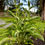 Thumbnail: Elecampane Seeds - Inula Helenium - Medicinal, Beautiful, and Perennial