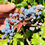 Thumbnail: Oregon Grape Seeds - Berberis Aquifolium - Delicious, Nutritious, and Perennial