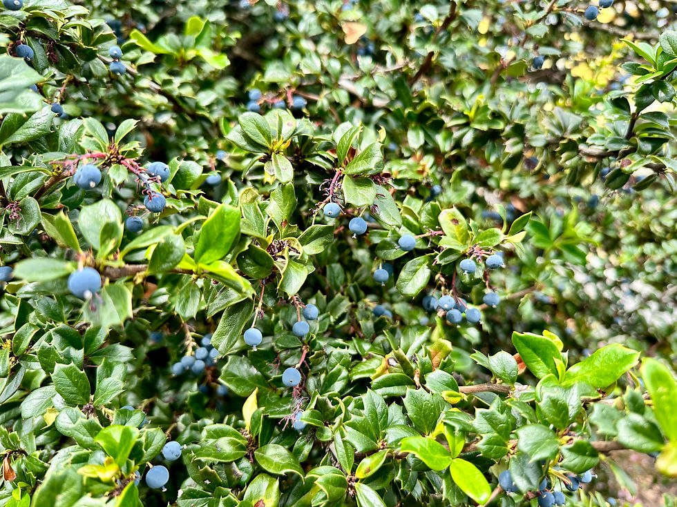 Thumbnail: Darwin's Barberry Seeds - Berberis Darwinii - Sweet, Tangy, and Perennial