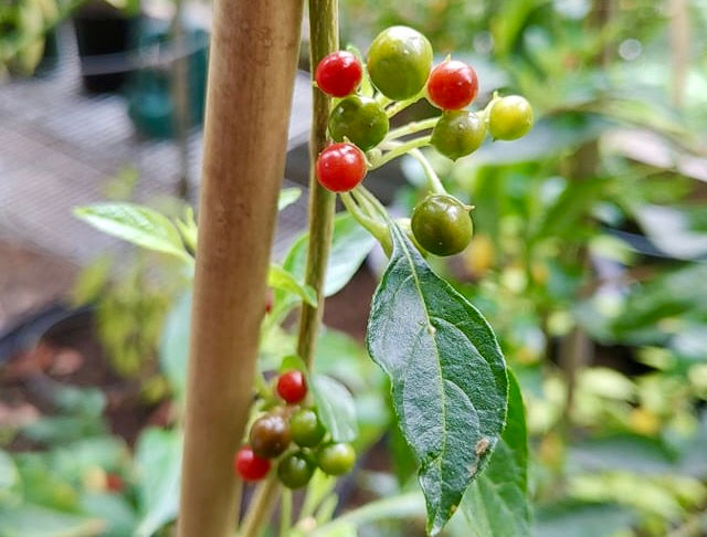 Thumbnail: Capsicum Tovarii Seeds - Rare, Wild, and Flavourful