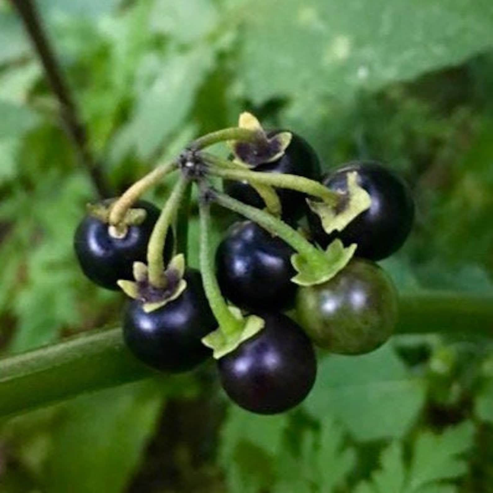 Garden Huckleberry / Wonderberry Seeds - Solanum Nigrum - Aromatic & Sweet