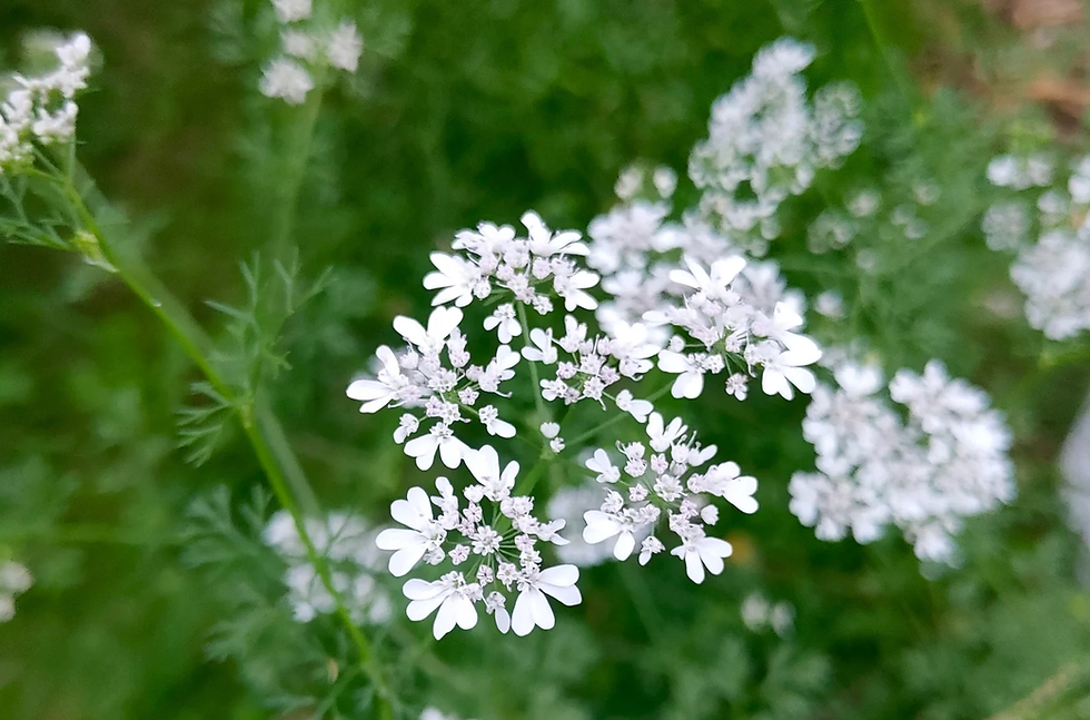 Thumbnail: Cilantro / Coriander Seeds - Santo Long Standing - Coriandrum Sativum