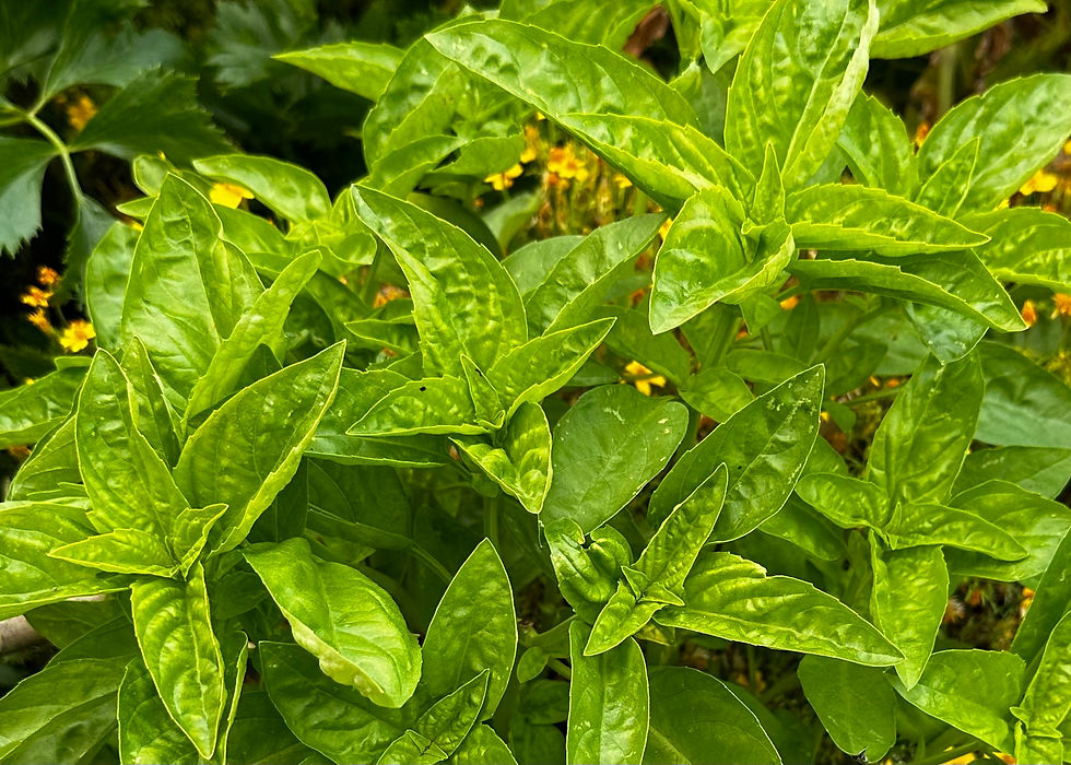 Thumbnail: Genovese Basil Seeds - Ocimum Basilicum - Aromatic & Delicious