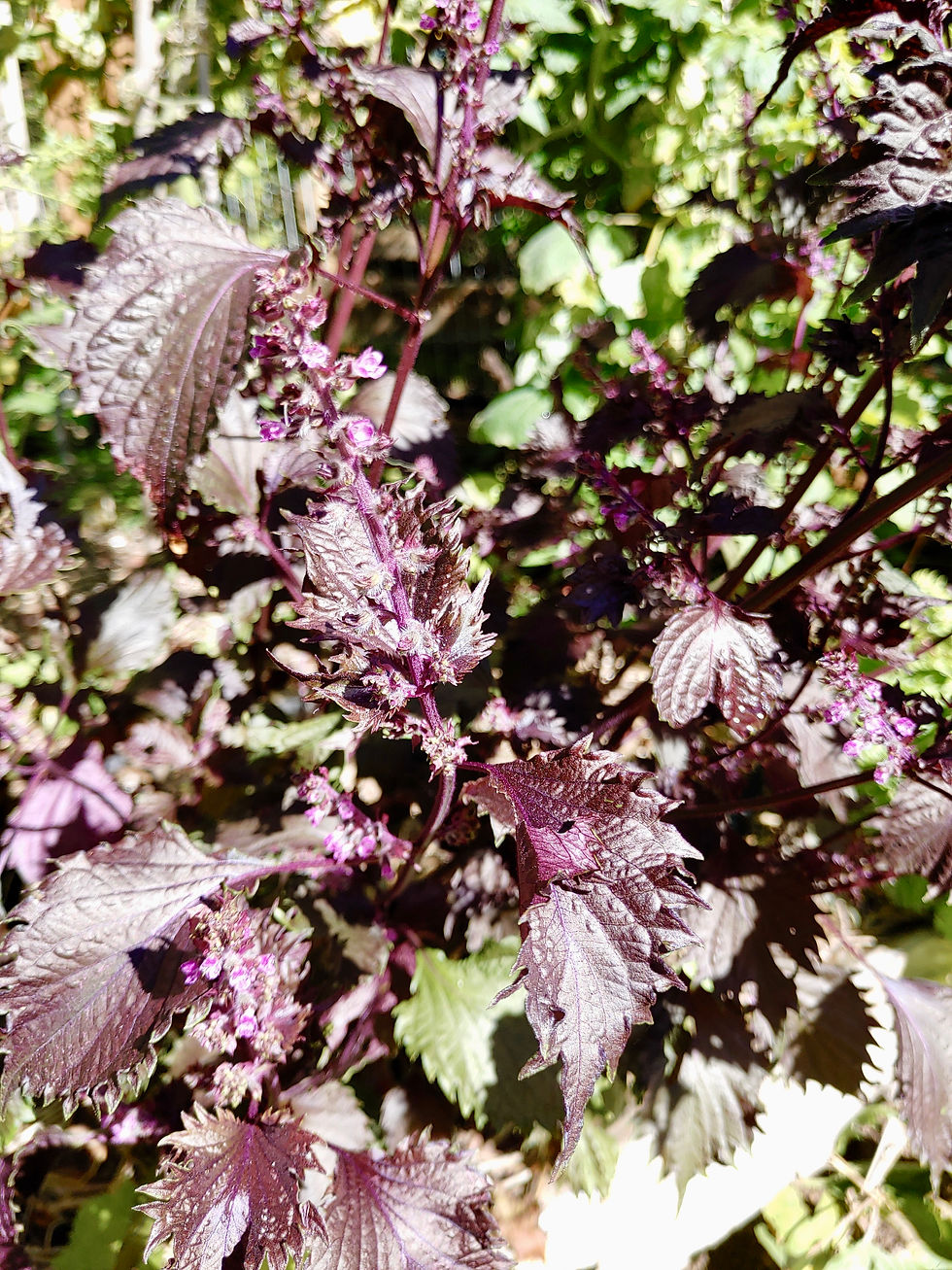 Thumbnail: Red Shiso Seeds - Perilla Frutescens - Delicious, Aromatic, and Versatile