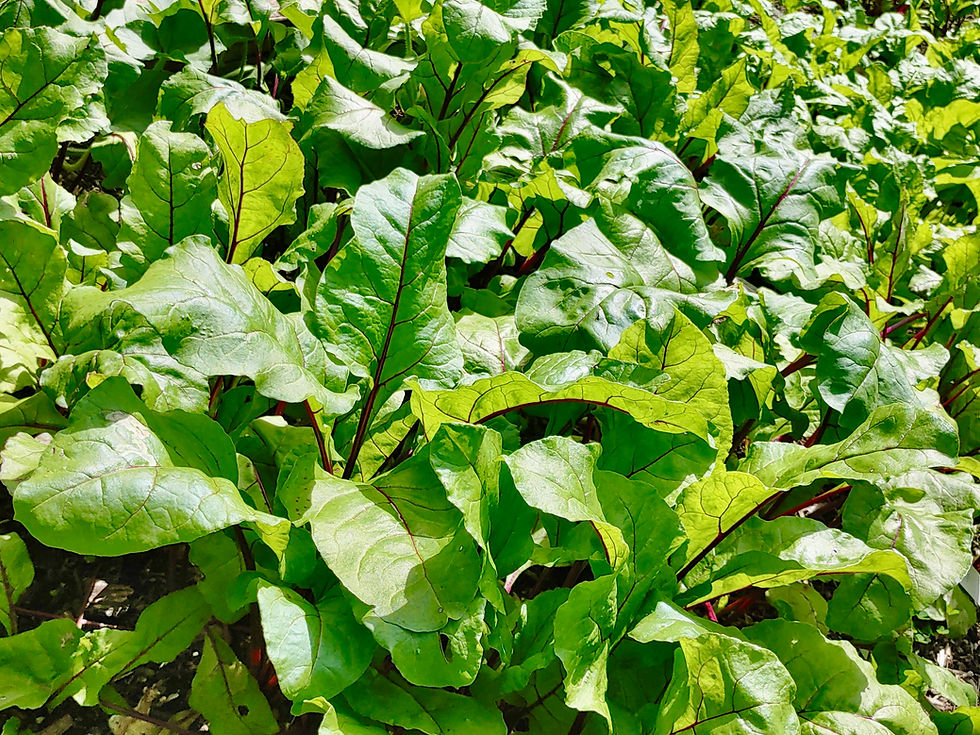 Thumbnail: Winterkeeper / Lutz Beet Seeds - Beta Vulgaris - Delicious, Large, and Hardy