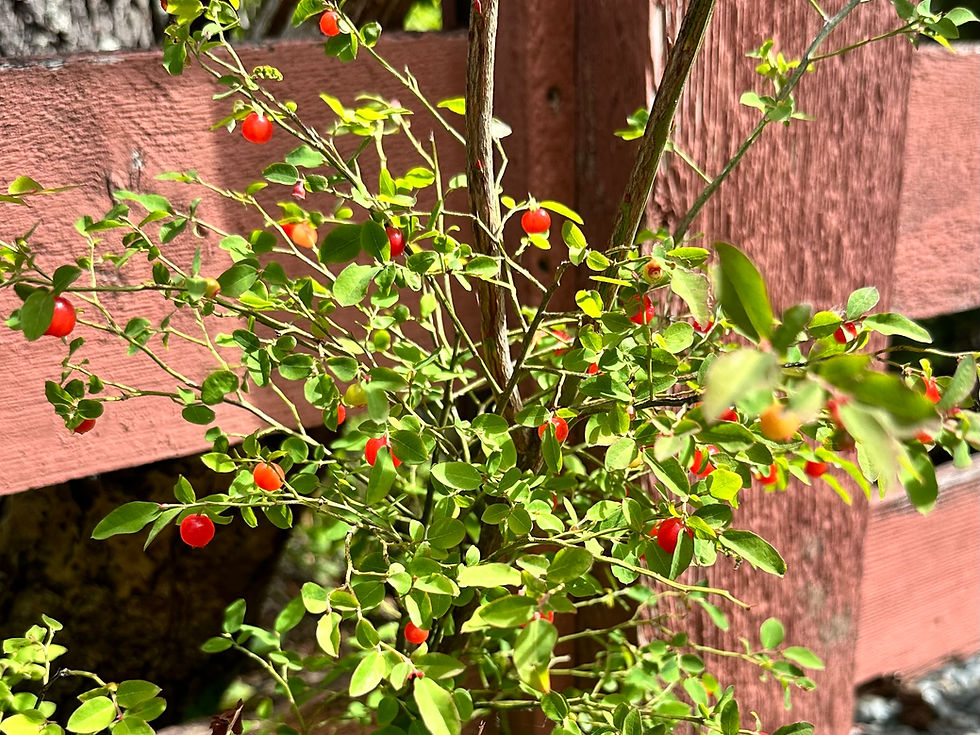 Thumbnail: Red Huckleberry Seeds - Vaccinium Ovatum - Delicious & Perennial