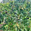 Thumbnail: Medlar Seeds - Mespilus Germanica - Delicious, Abundant, and Rare
