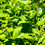 Thumbnail: Strawberry Spinach Seeds - Chenopodium Capitatum - Delicious & Versatile