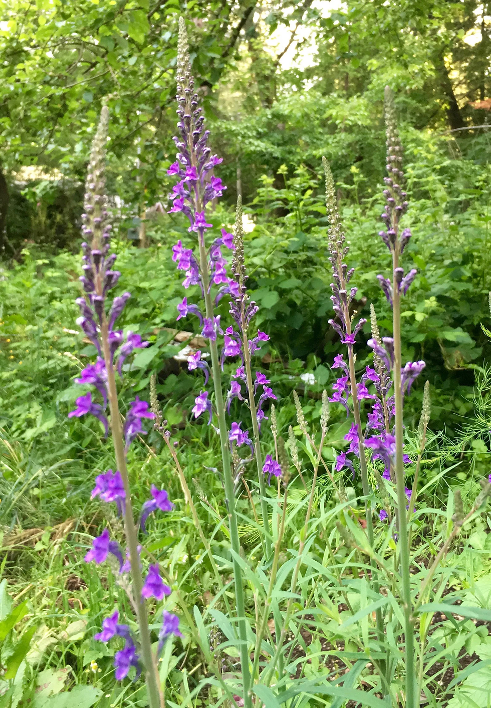 Thumbnail: Purple Toadflax Seeds - Linaria Purpurea - Pollinator Friendly & Perennial