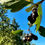 Thumbnail: Black Hawthorn Seeds - Crataegus Douglasii - Sweet, Fruity, and Perennial