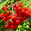 Thumbnail: Rowan Berry / Mountain Ash Seeds - Sorbus Aucuparia - Edible & Abundant