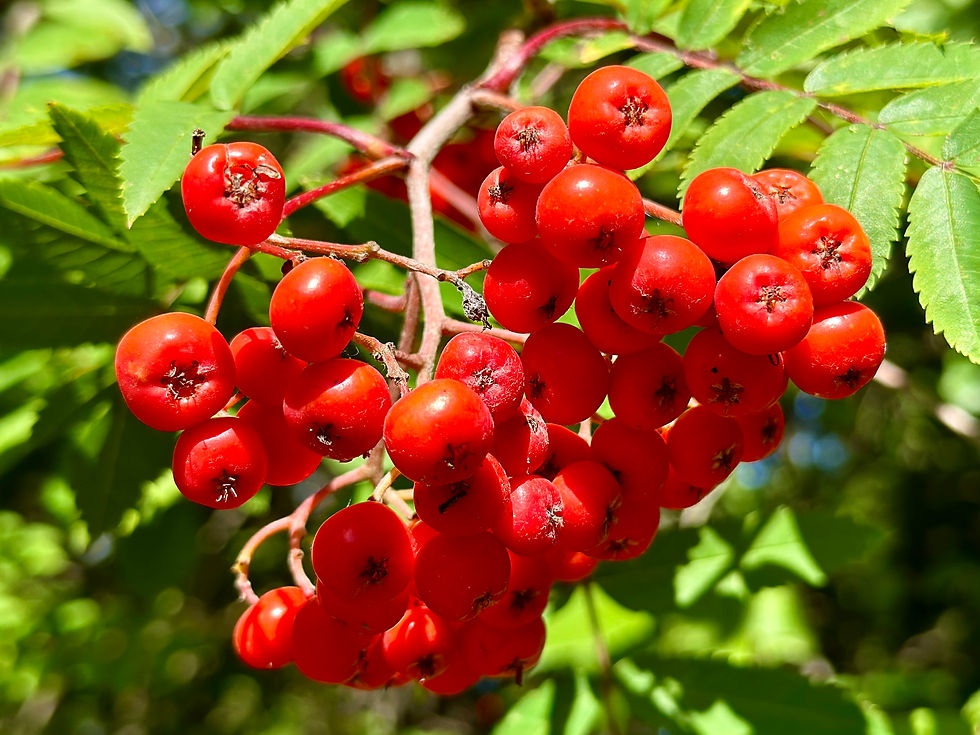 Rowan Berry / Mountain Ash Seeds - Sorbus Aucuparia - Edible & Abundant