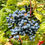 Thumbnail: Oregon Grape Seeds - Berberis Aquifolium - Delicious, Nutritious, and Perennial