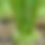 Thumbnail: Bald Head Mustard Seeds - Brassica Juncea var. Napiformis - Rare & Versatile
