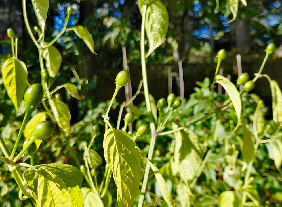 Thumbnail: Cumari Pepper Seeds - Capsicum Praetermissum - Delicious, Beautiful, and Wild