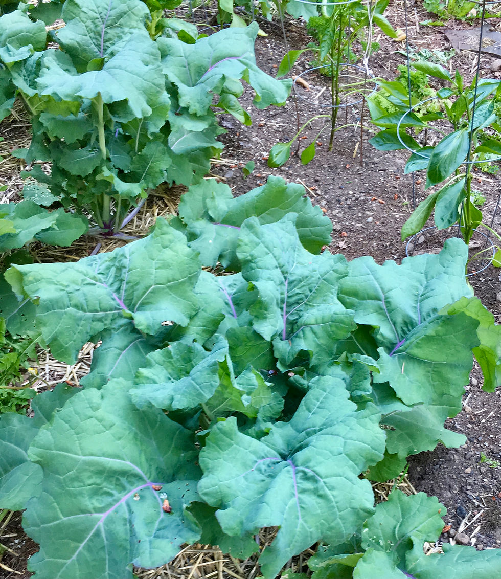 Thumbnail: Purple Island Kale Seeds - Brassica Oleraceae - Vigorous & Prolific