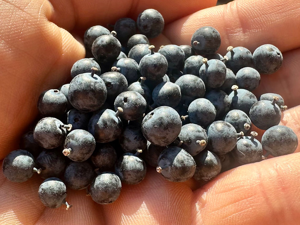 Thumbnail: Darwin's Barberry Seeds - Berberis Darwinii - Sweet, Tangy, and Perennial