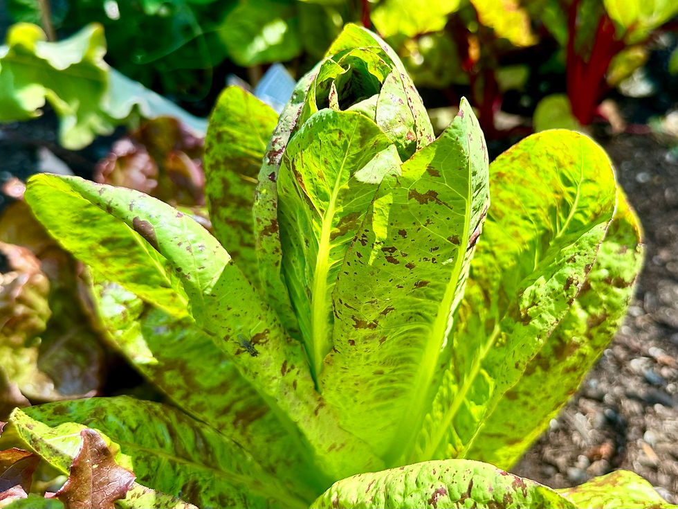 Thumbnail: Freckles Romaine / Cos Lettuce - Lactuca Sativa - Unique & Delicious