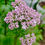 Thumbnail: Valerian Seeds - Valeriana Officinalis - Perennial and Attracts Pollinators