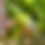 Thumbnail: Bald Head Mustard Seeds - Brassica Juncea var. Napiformis - Rare & Versatile