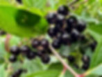 Thumbnail: Black Chokeberry Seeds - Aronia Melanocarpa - Nutritious & Perennial