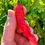 Thumbnail: Shishito Pepper Seeds - Capsicum Annuum - Delicious, Prolific, and Exciting