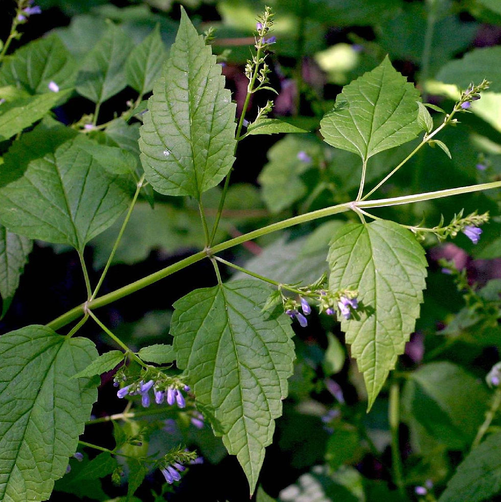 Thumbnail: Skullcap Seeds - Scutellaria Lateriflora - Medicinal Herb: Sedating / Relaxing