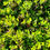 Thumbnail: Salal Seeds - Gaultheria Shallon - Delicious, Nutritious, and Perennial
