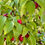 Thumbnail: Cornelian Cherry Seeds - Cornus Mas - Delicious, Abundant, and Beautiful