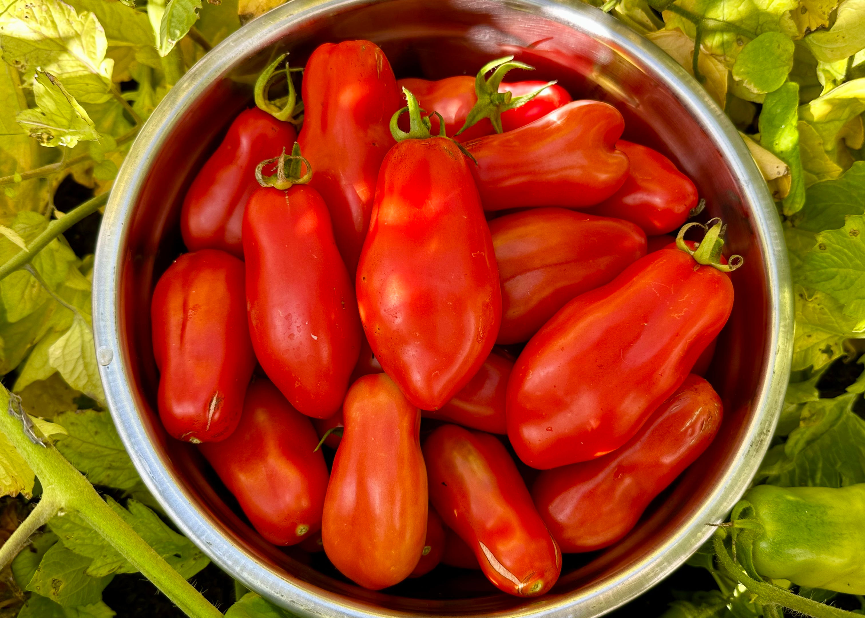 San Marzano Tomato Seeds - Solanum Lycopersicum - Delicious & Abundant